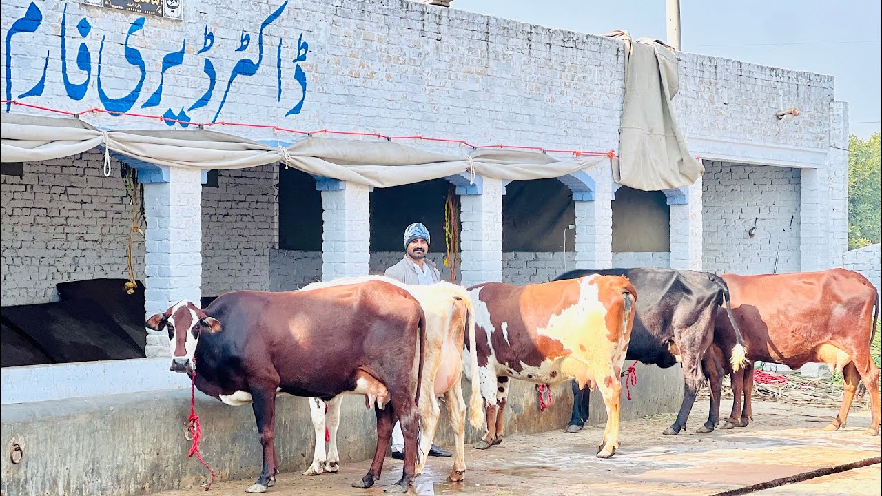  5 سجری سوئی ویڑیاں  برائے فروخت 26 دسمبر  2025 ساروکی گجرات[8498176-0318]