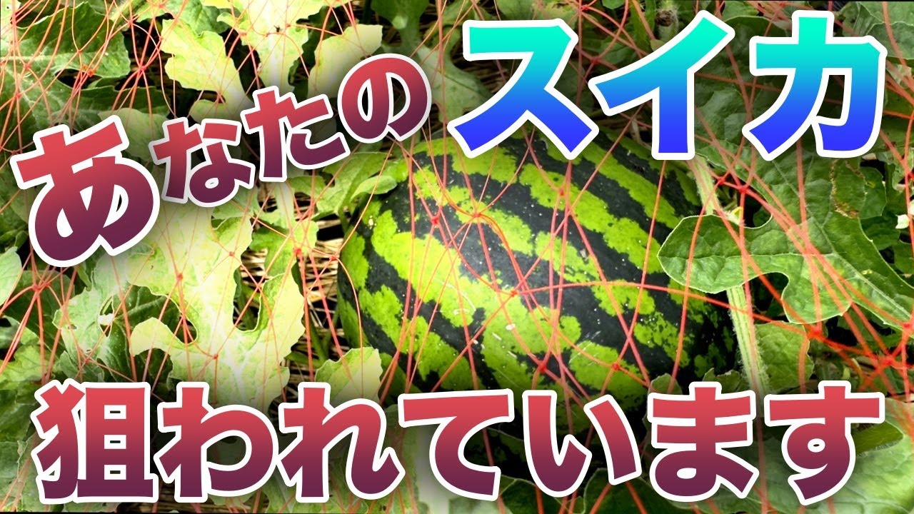 あなたのスイカは狙われている！！〜サラリーマンでも出来る家庭菜園シリーズ〜
