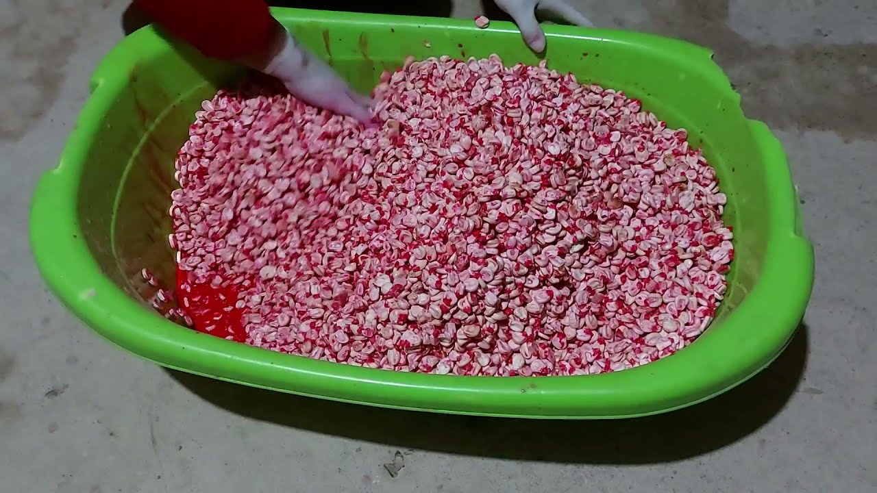 TRATAMIENTO de la SEMILLA de MAÍZ para TÚ cultivo