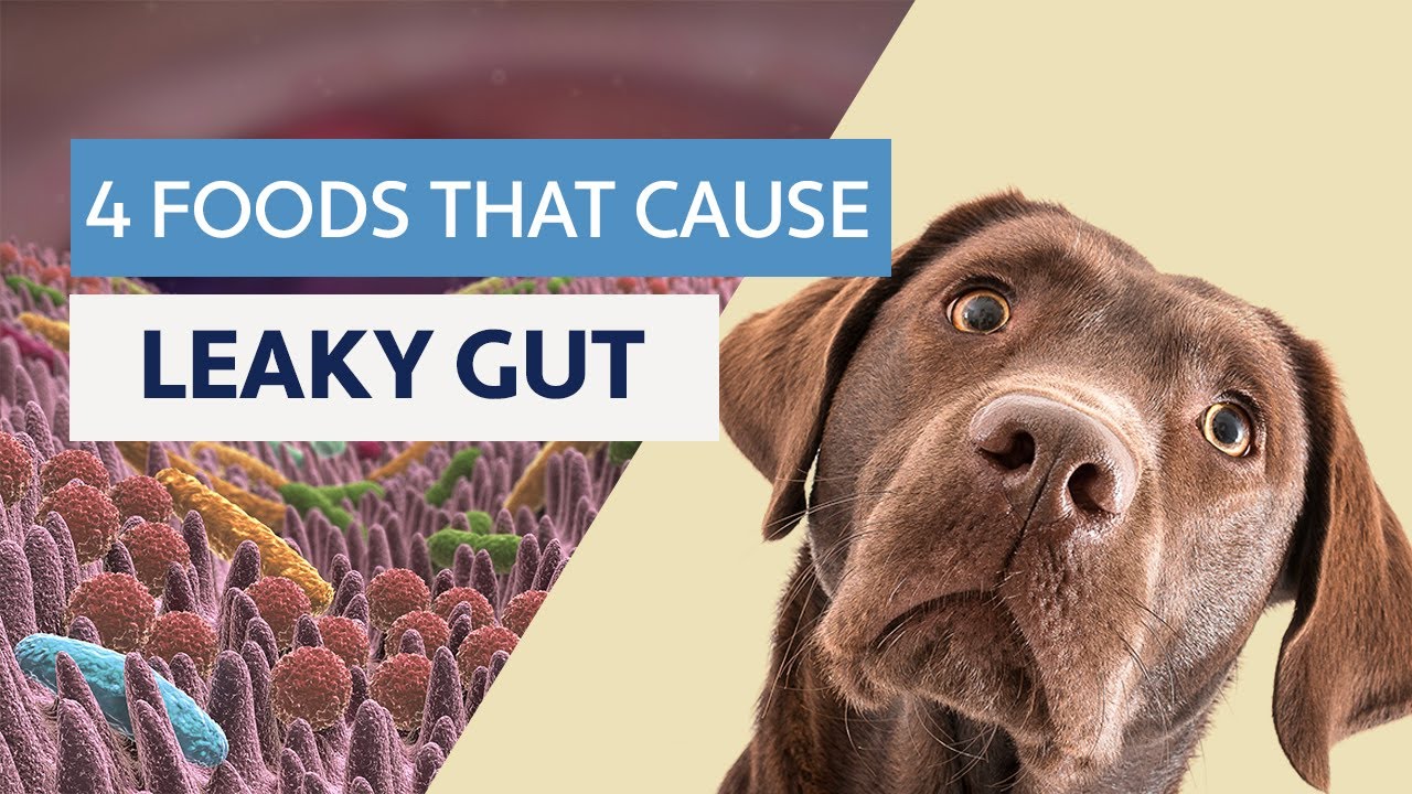 4 Foods That Cause Leaky Gut In Dogs