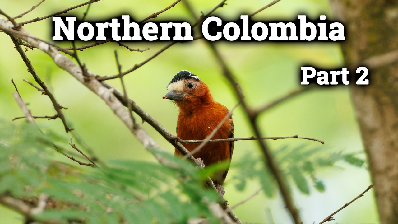 Birding in Northern Colombia, part 2