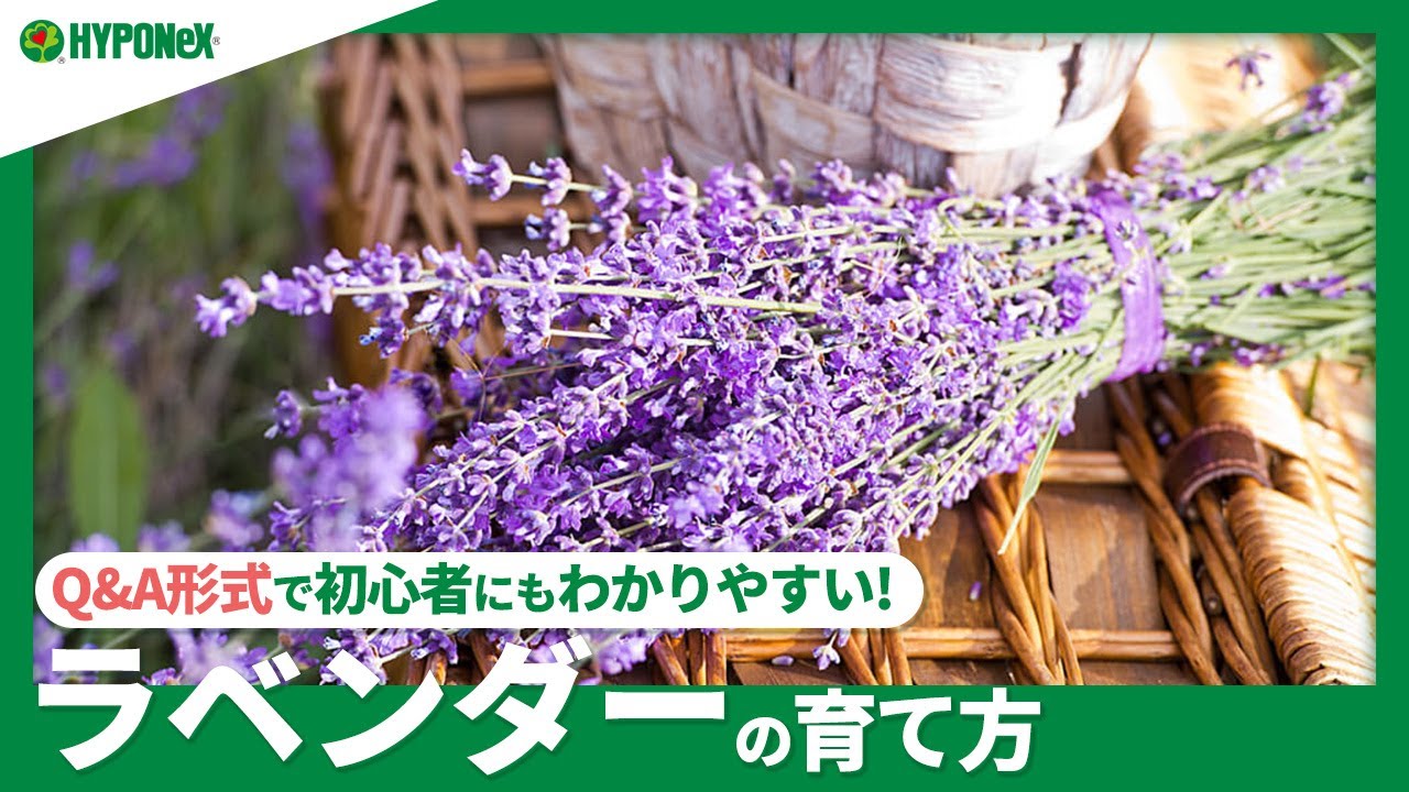 ☘50｜ラベンダーの育て方｜苗の選び方や植えつけ方法。日々の管理や水やり、花の収穫や剪定方法などもご紹介【PlantiaQ&A】植物の情報、育て方をQ&A形式でご紹介