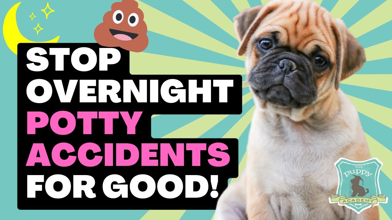 Stop Overnight Potty Accidents
