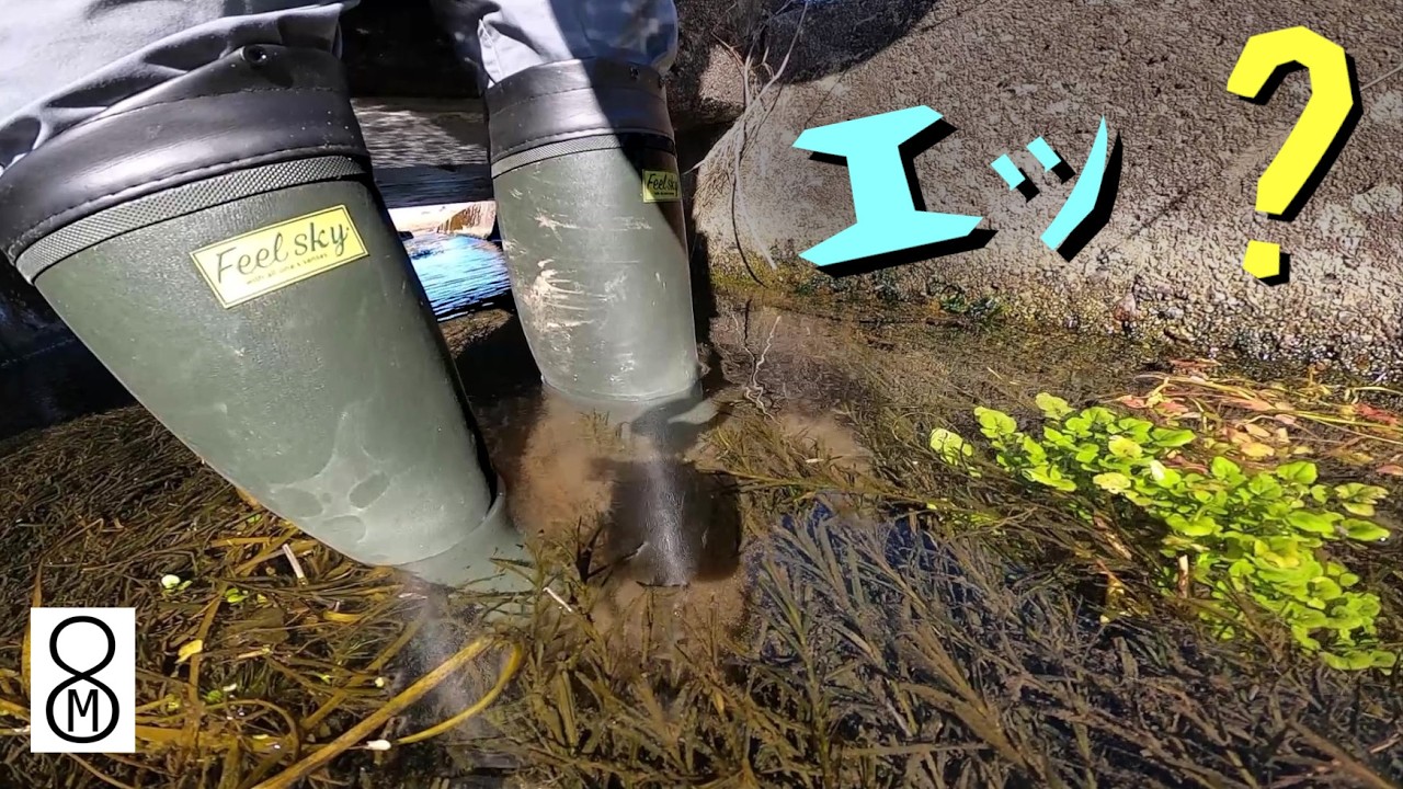 長靴で楽々歩ける激浅のコンクリート水路...エッ、こんな魚がガサガサで？