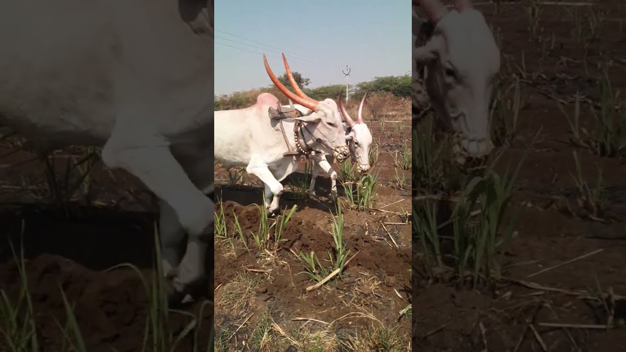 ऊस पिकांतील मशागतीचे महत्त्व, फायदे,एकरी 100टन उत्पन्न वाढ शक्य आहे!