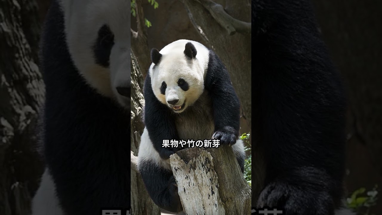レッサーパンダとジャイアントパンダ名前の由来　#ゆっくり解説 #雑学 #パンダの名前由来