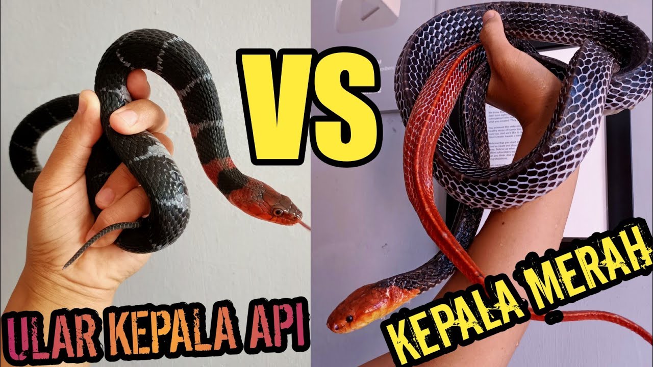 ULAR KEPALA MERAH VS ULAR KEPALA API! BUNGARUS FLAVICEPS VS MACROPHISTHODON FLAVICEPS!