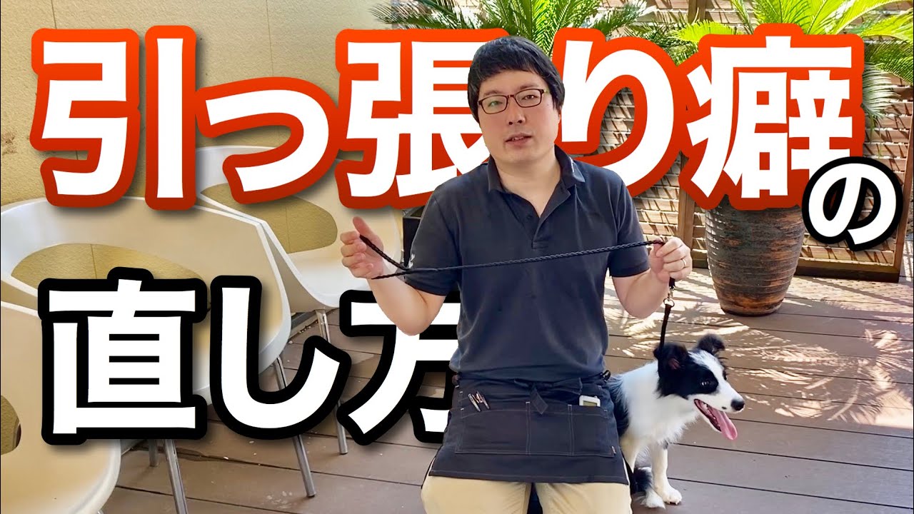 犬の引っ張り癖を治す方法!!【簡単に、誰でもできる散歩のしつけ】