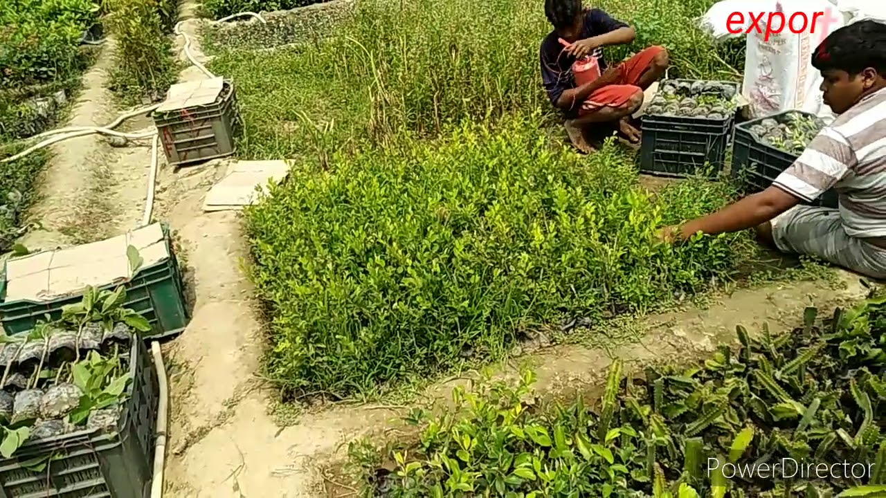 Guava plant and kashmiri Apple ber plantation all over booking export nursery.