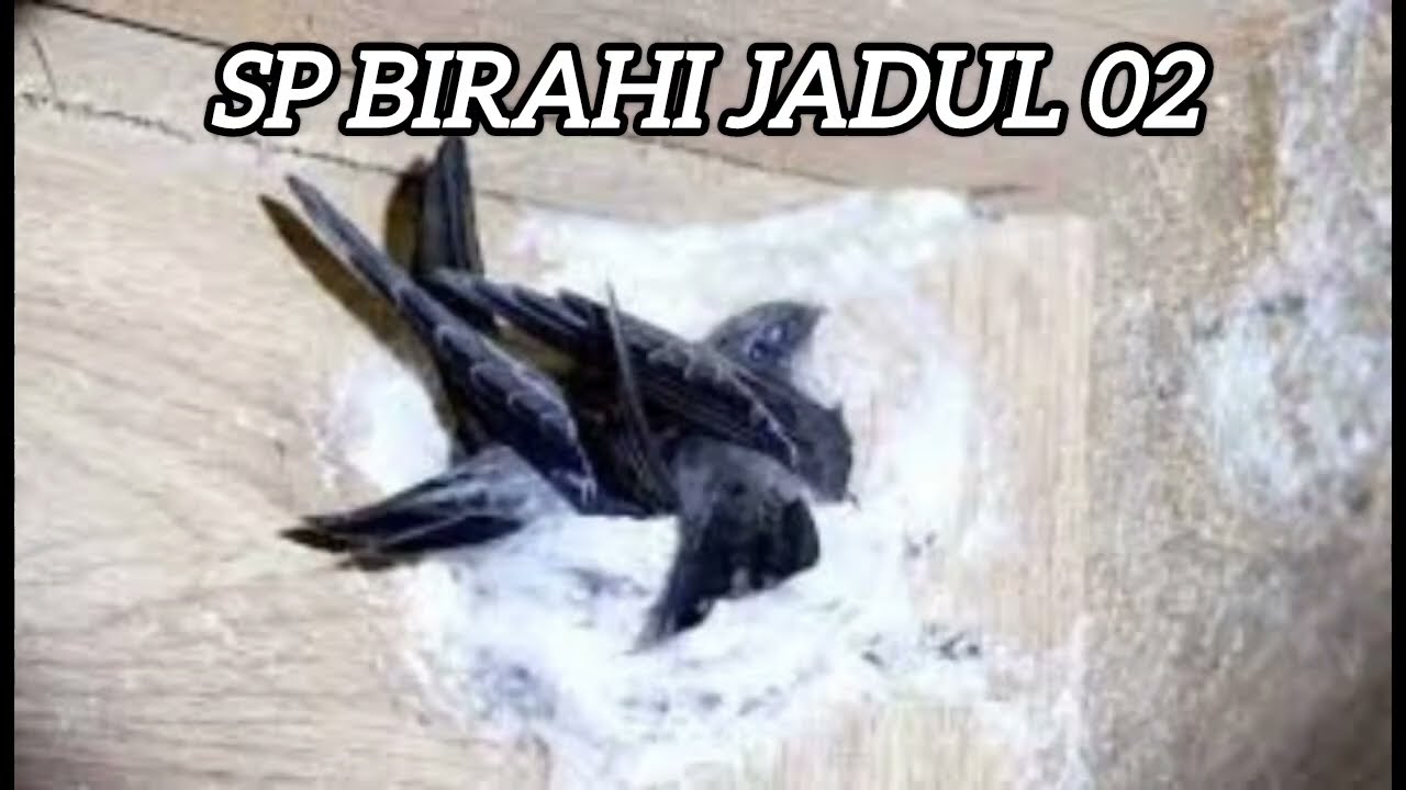 PANGGIL BIRAHI JADUL 02