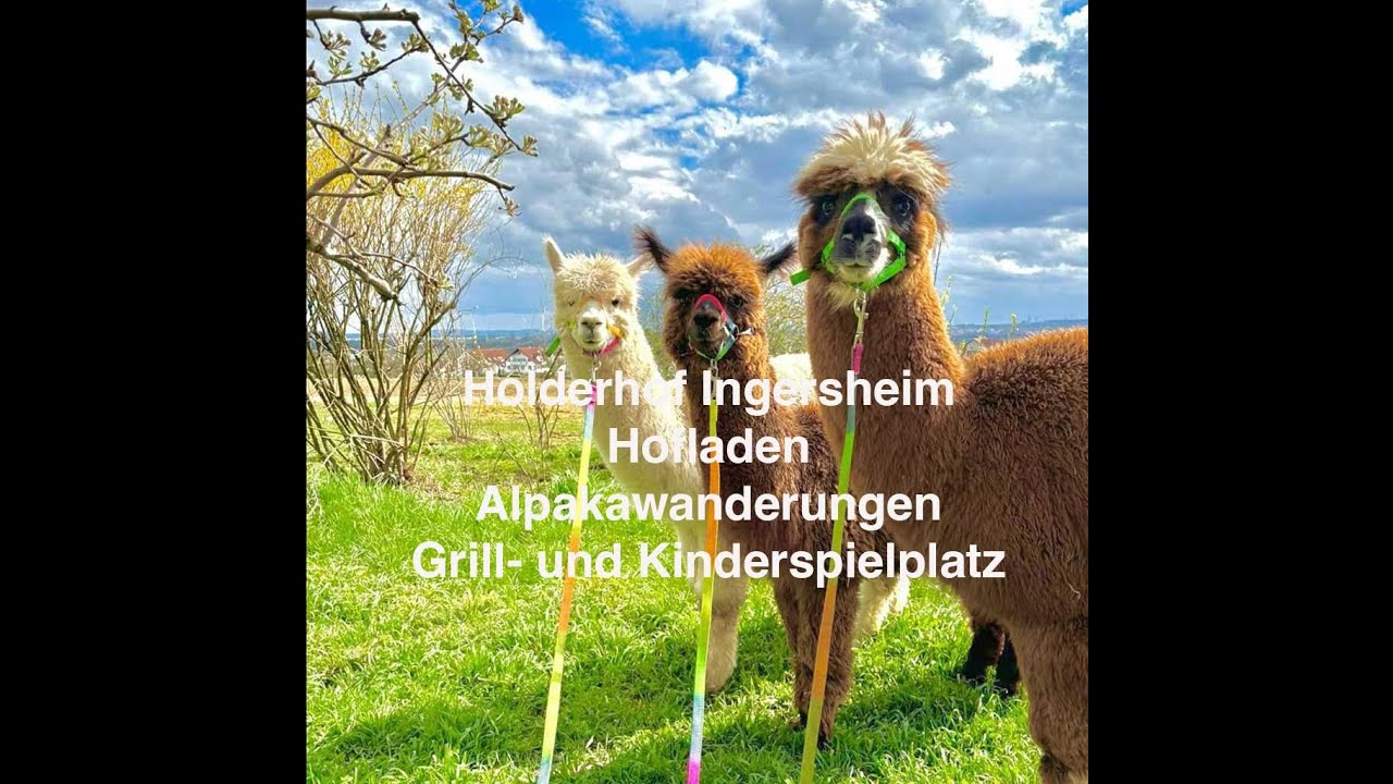 Holderhof Ingersheim Direktvermarktung Hofladen & Alpakawanderungen.