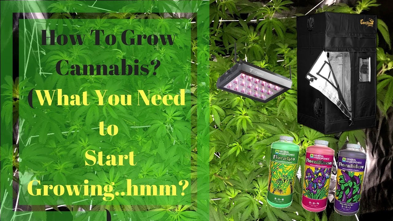 How to grow Cannabis?(what you need to start growing )