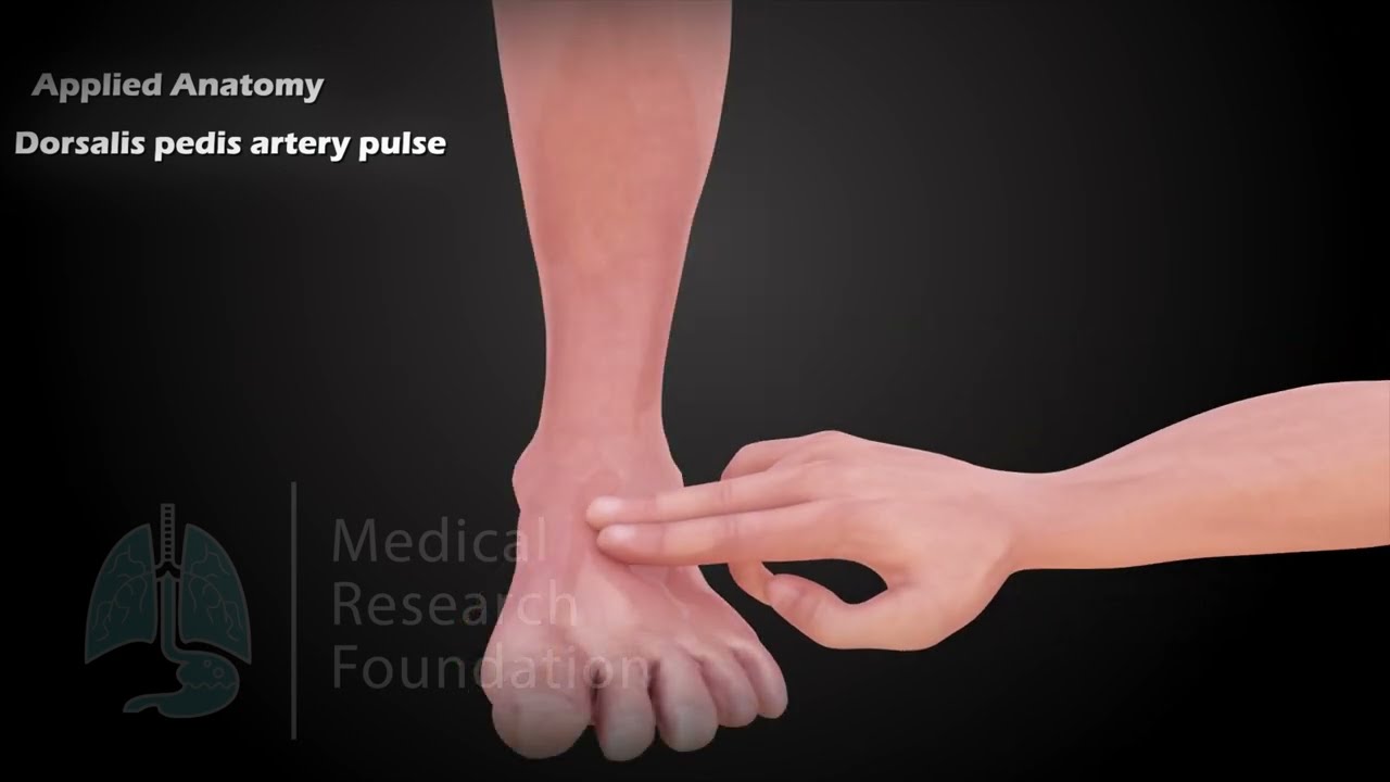 Dorsalis Pedis Artery | Origin, Course, Branches, Relations & Applied Anatomy