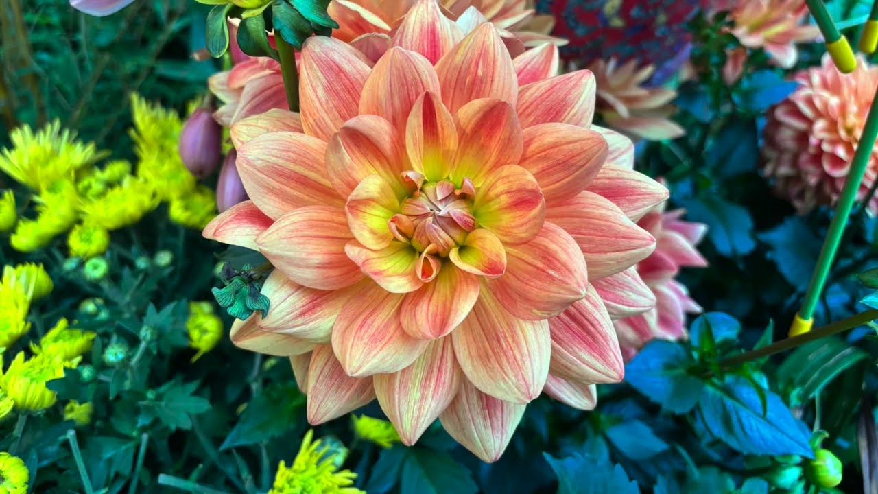 Spectacular Spring Blossoms Flowers Gallop Into Prosperity 春花盛开之骏马奔腾 #springblossomsgbb