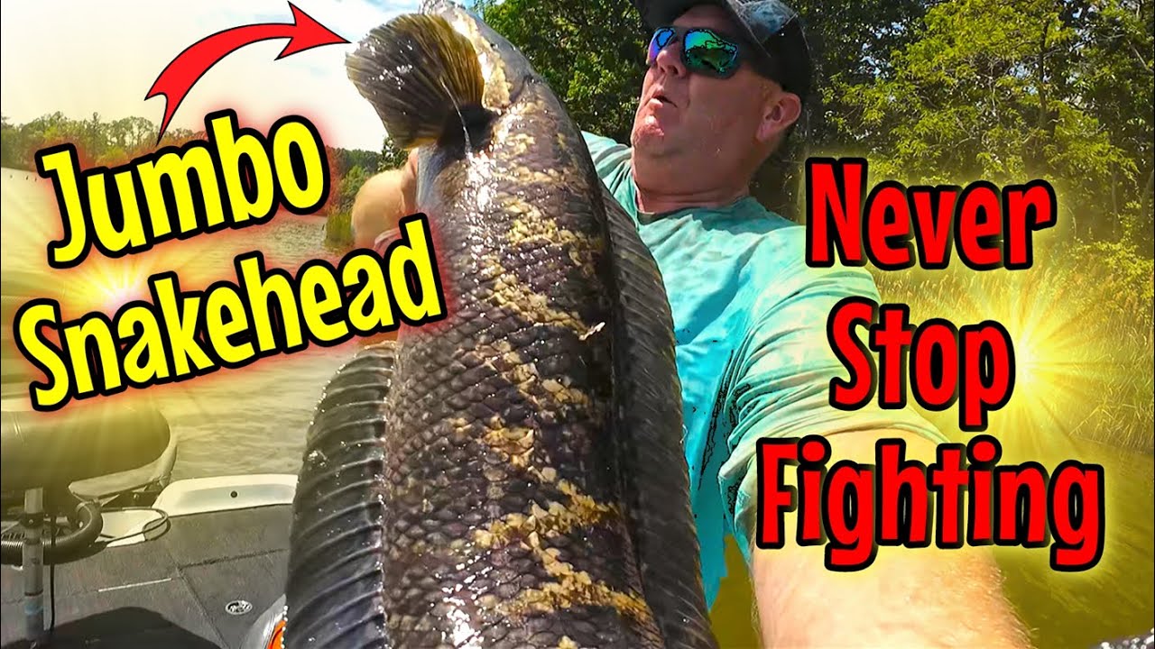 Jumbo Snakehead Fishing - Maryland Spring Pre-Spawn Bite is RED HOT!