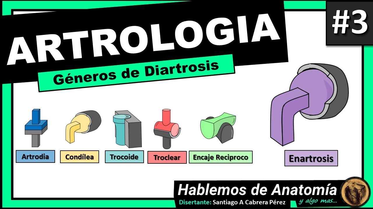 🔴👉 DIARTROSIS - GENEROS 🟩 ARTROLOGIA #3  🟪Hablemos de Anatomía y Algo Mas...