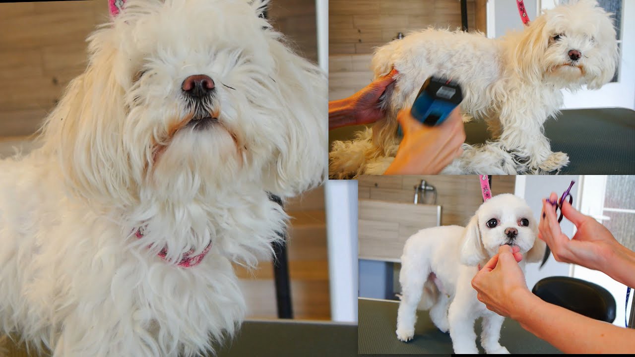 Neglected Maltese gets a Makeover