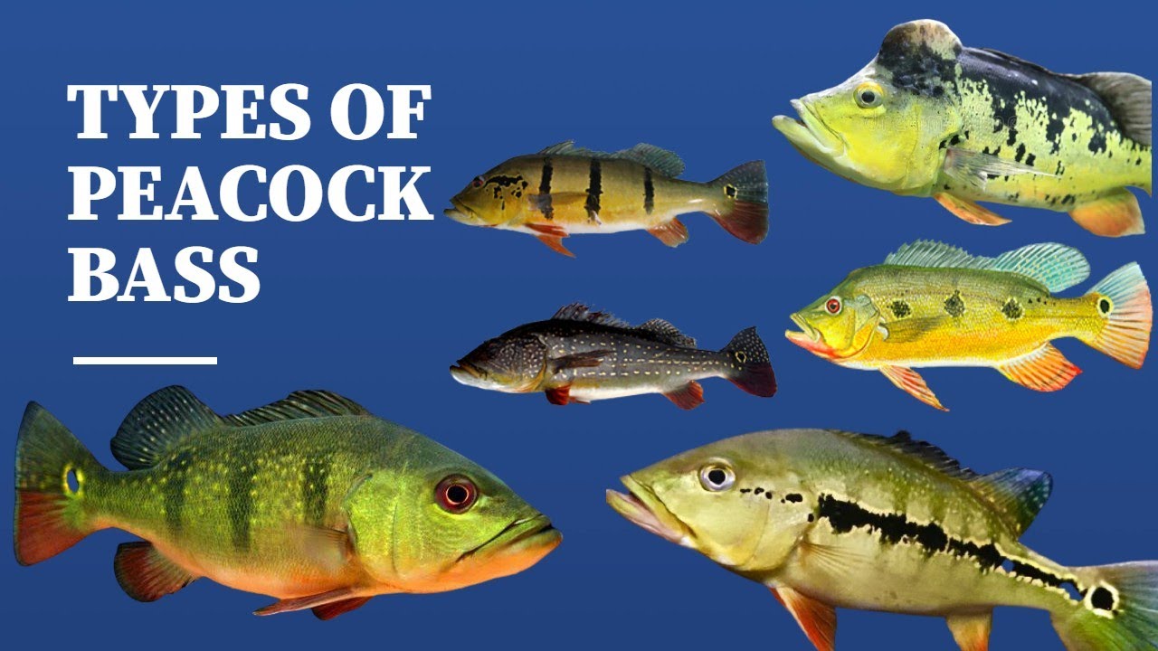 TYPES OF PEACOCK BASS