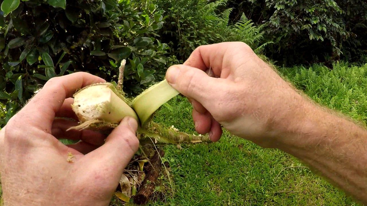Survival Rope: Making Bark Climbing Cordage