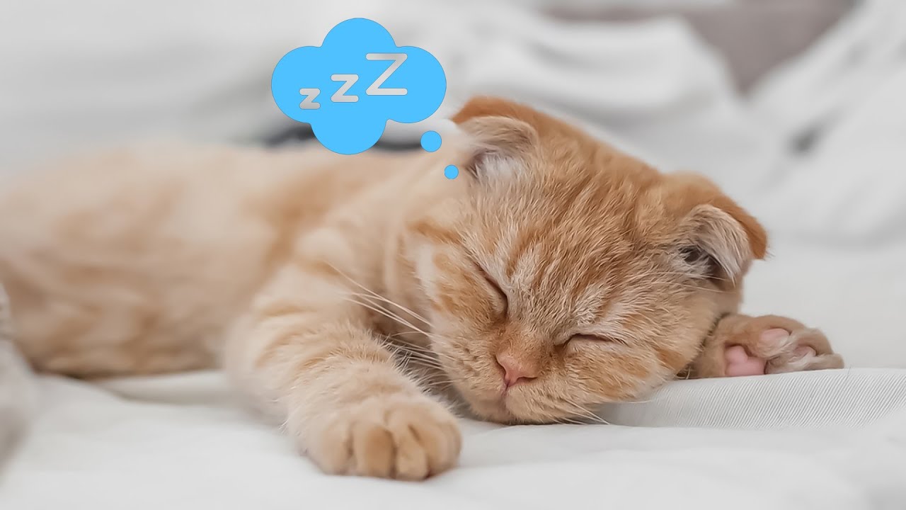 Ayuda a tus Gatos a Dormir por la Noche, con esta Canción de 10 HORAS 🐱 Relájate, mi gatos