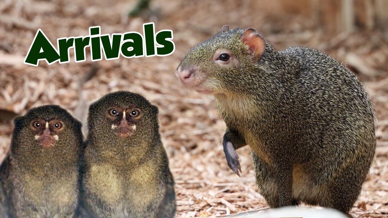 Animals arrive to settle in - Agouti & Pygmy Marmoset