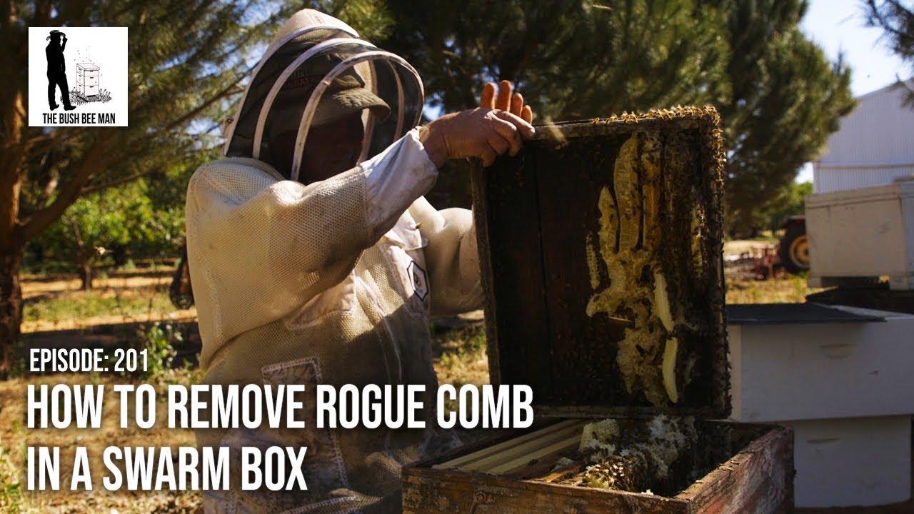 How to Remove Rogue Comb in a Swarm Box - The Bush Bee Man