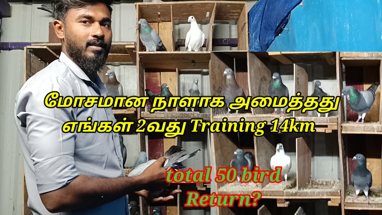 Homer pigeon 2nd Training 15 km மோசமாக முடிந்தது