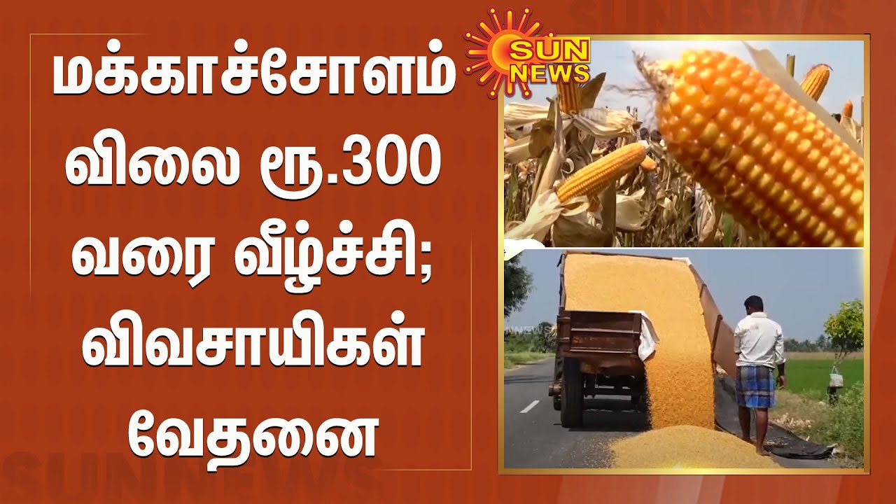 மக்காச்சோளம் விலை ரூ.300 வரை வீழ்ச்சி; விவசாயிகள் வேதனை | Farmers upset as price of maize falls