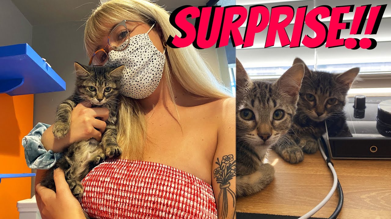 I SURPRISED her with 2 KITTENS!