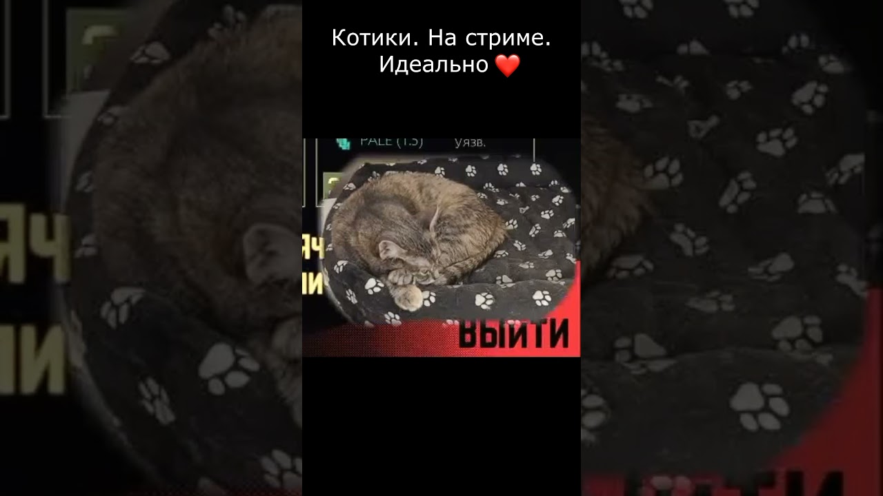 Котики на стриме #cat #cats #catvideos