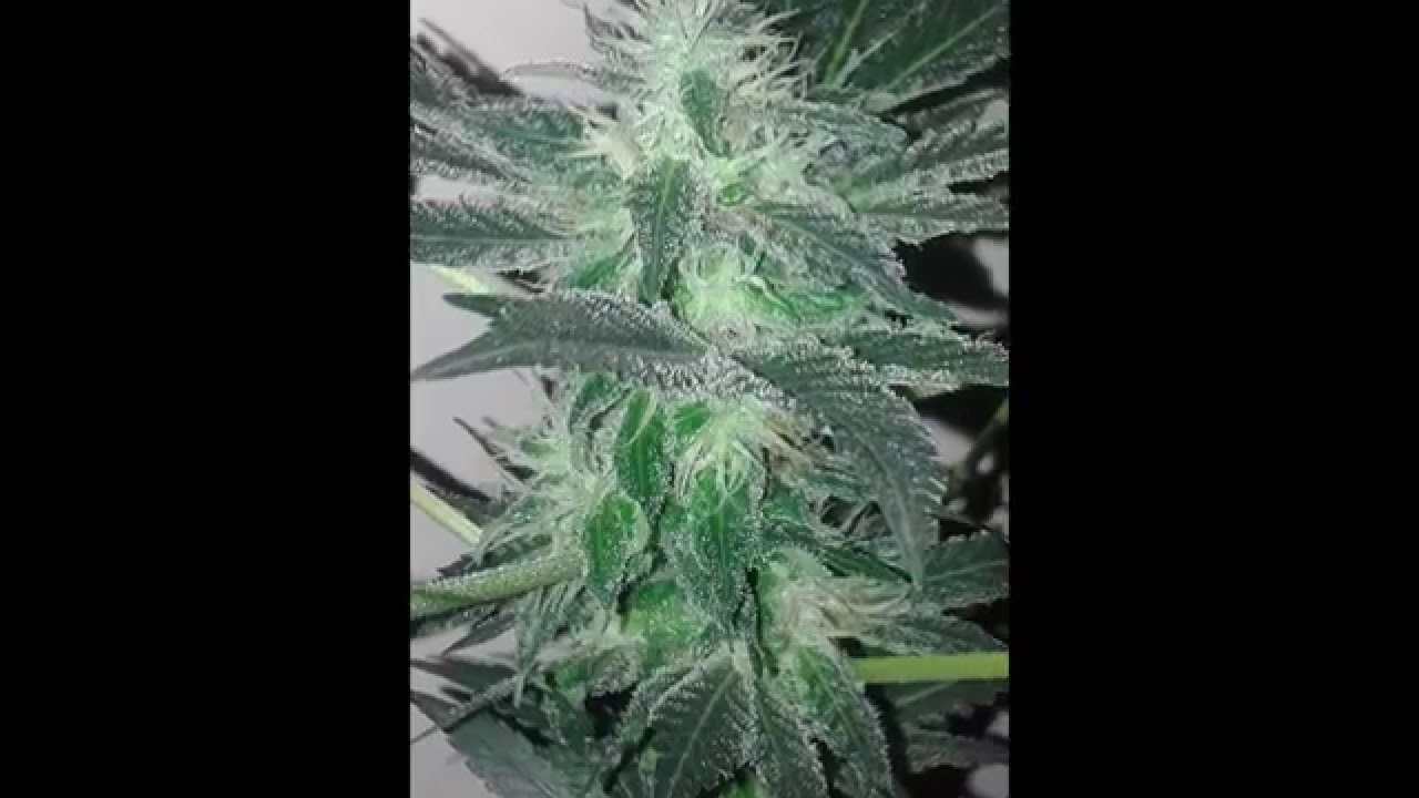 Cannabis Timelapse (Morango Haze ) from seed to day 51 flowering