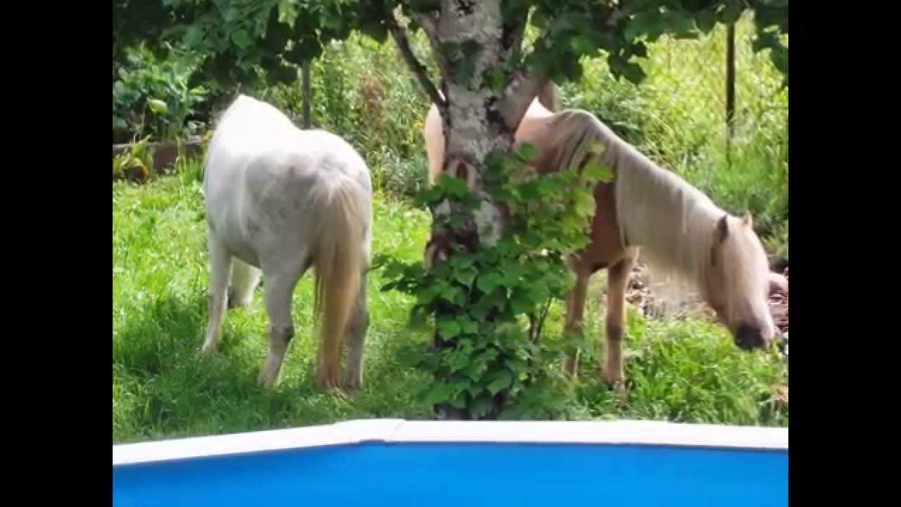 garde animaux