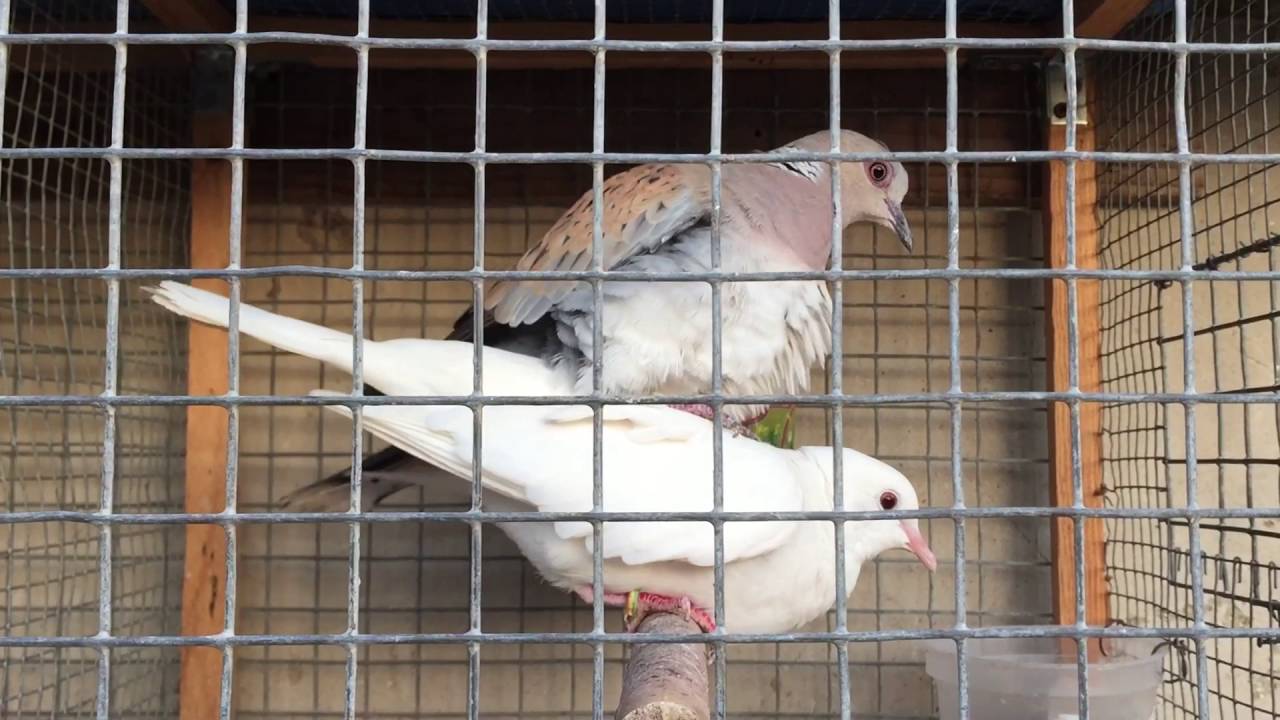 A male european turtle dove mating with a female ringneck dove