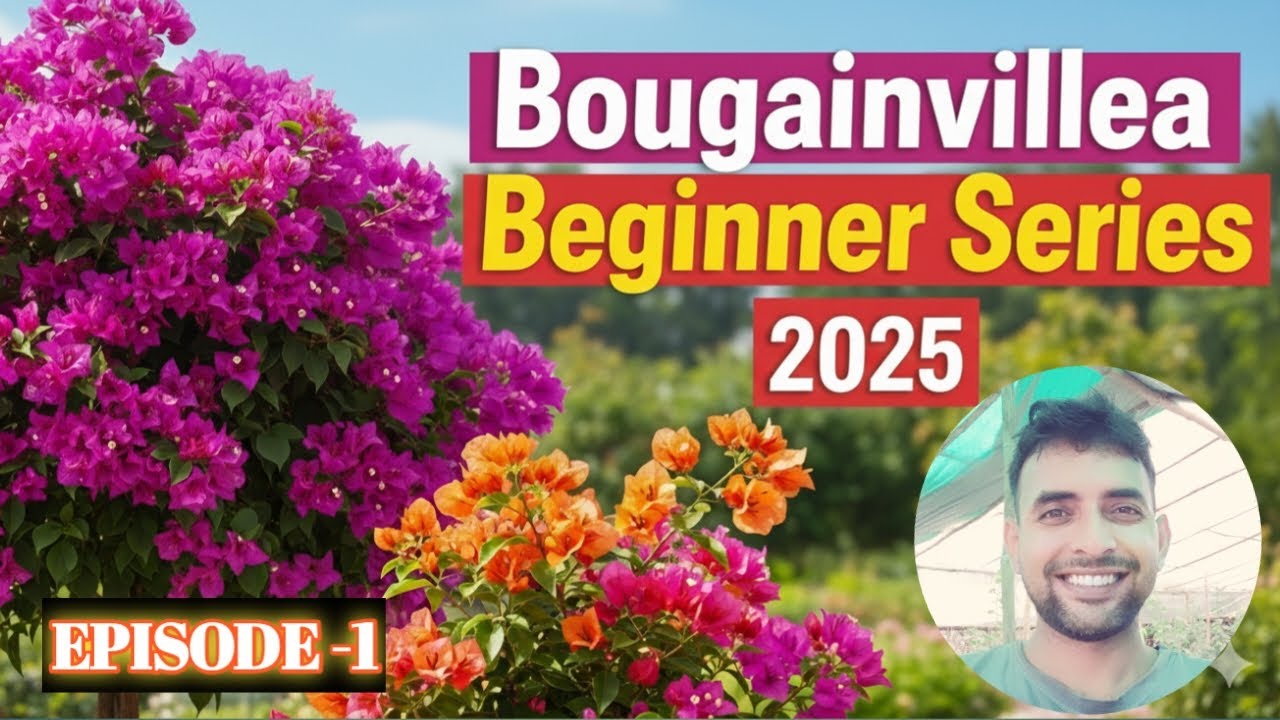 Bougainvillea beginner series 2025 || Episode 1