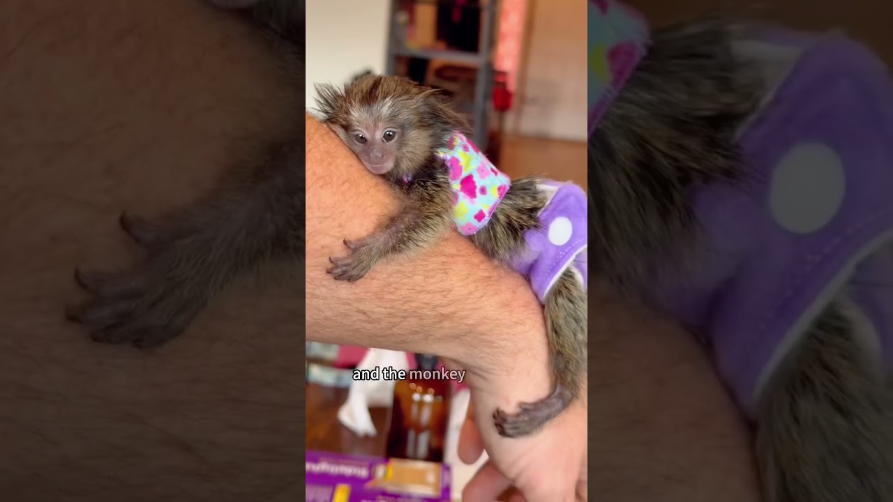 A Tamarin Monkey Finds a New Home and a Lifetime of Love#tamarinmonkey #shorts #animals #love