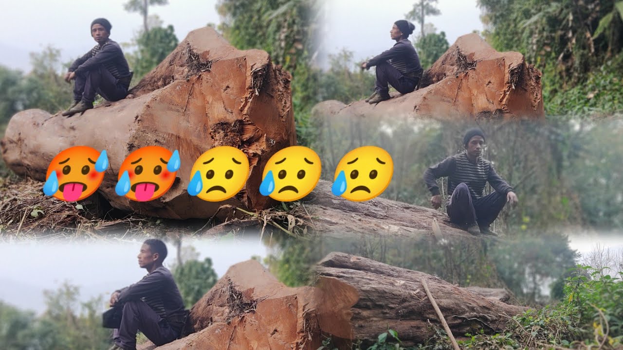 Suprising to cut a log forest.