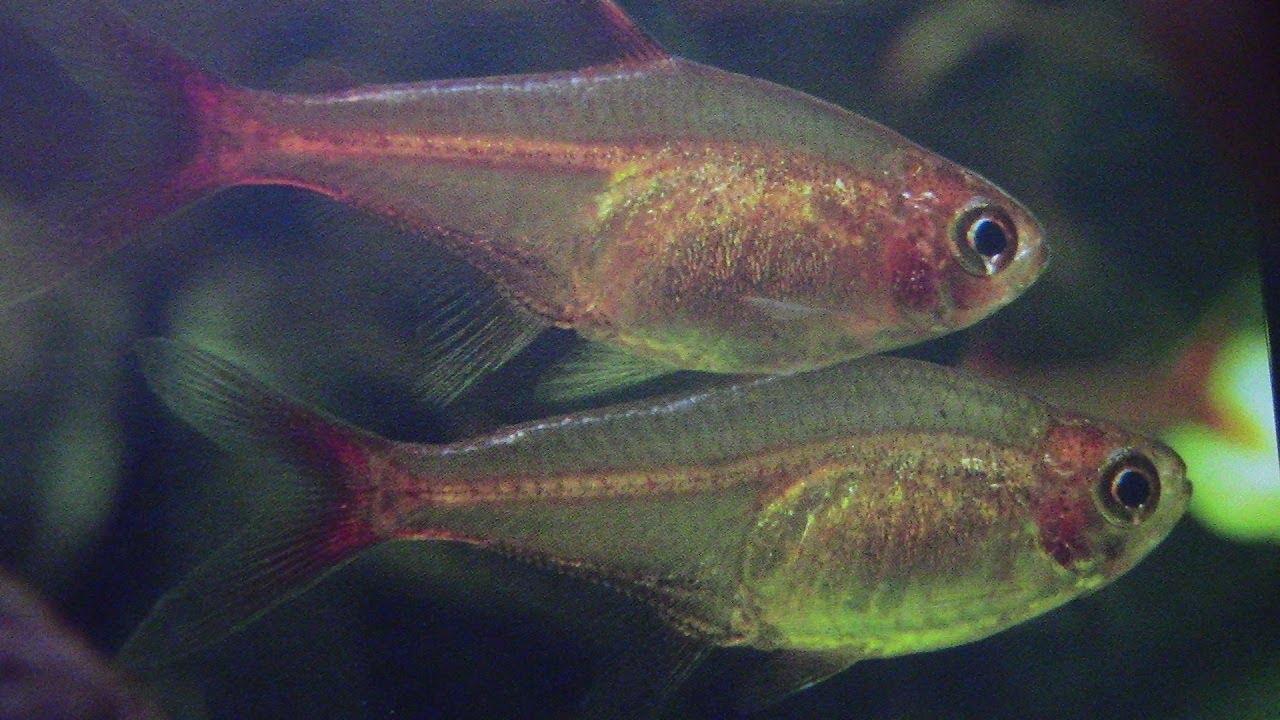 11) Bystrzyk Amandy (H. amandae) - najmniejsza rybka akwariowa?