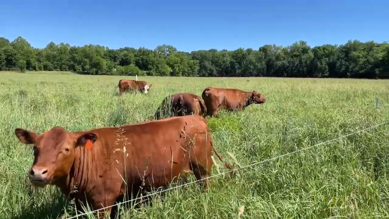 Farming Cattle starting small 20240605 great day with the cows #regenerativefarming