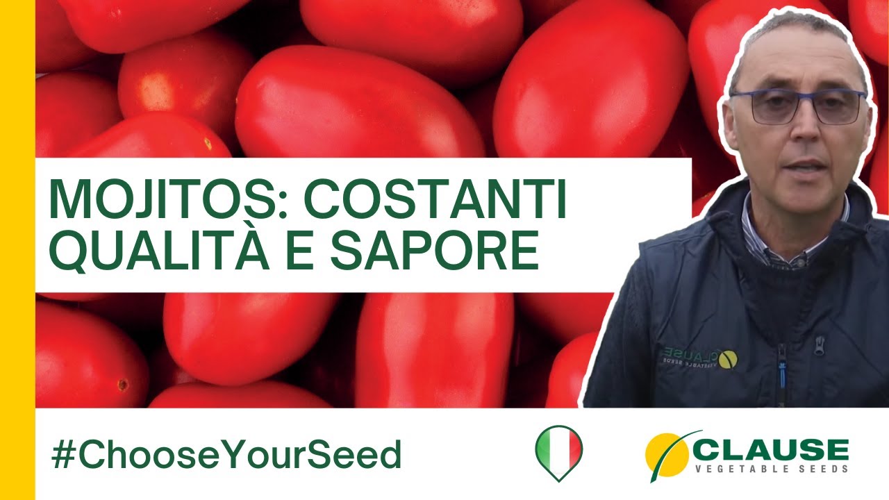 Pomodoro MOJITOS: datterino adatto ai cicli di contrastagione siciliani- #ChooseYourSeed | HM.CLAUSE