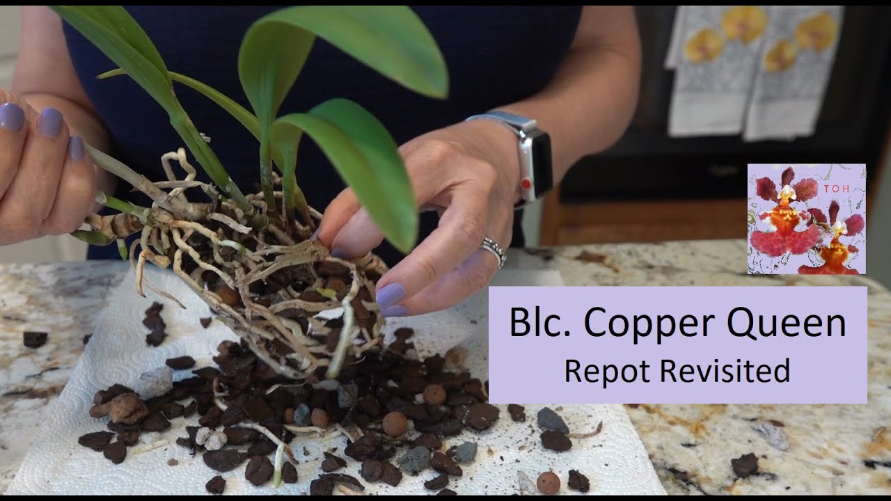 Repotting Blc. Copper Queen Orchid | Vigorous Grower - Why Repot Now? | Didn't I Just Repot This?