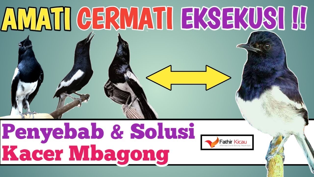 Cara Mengatasi Kacer Mbagong, Solusi Ampuh!