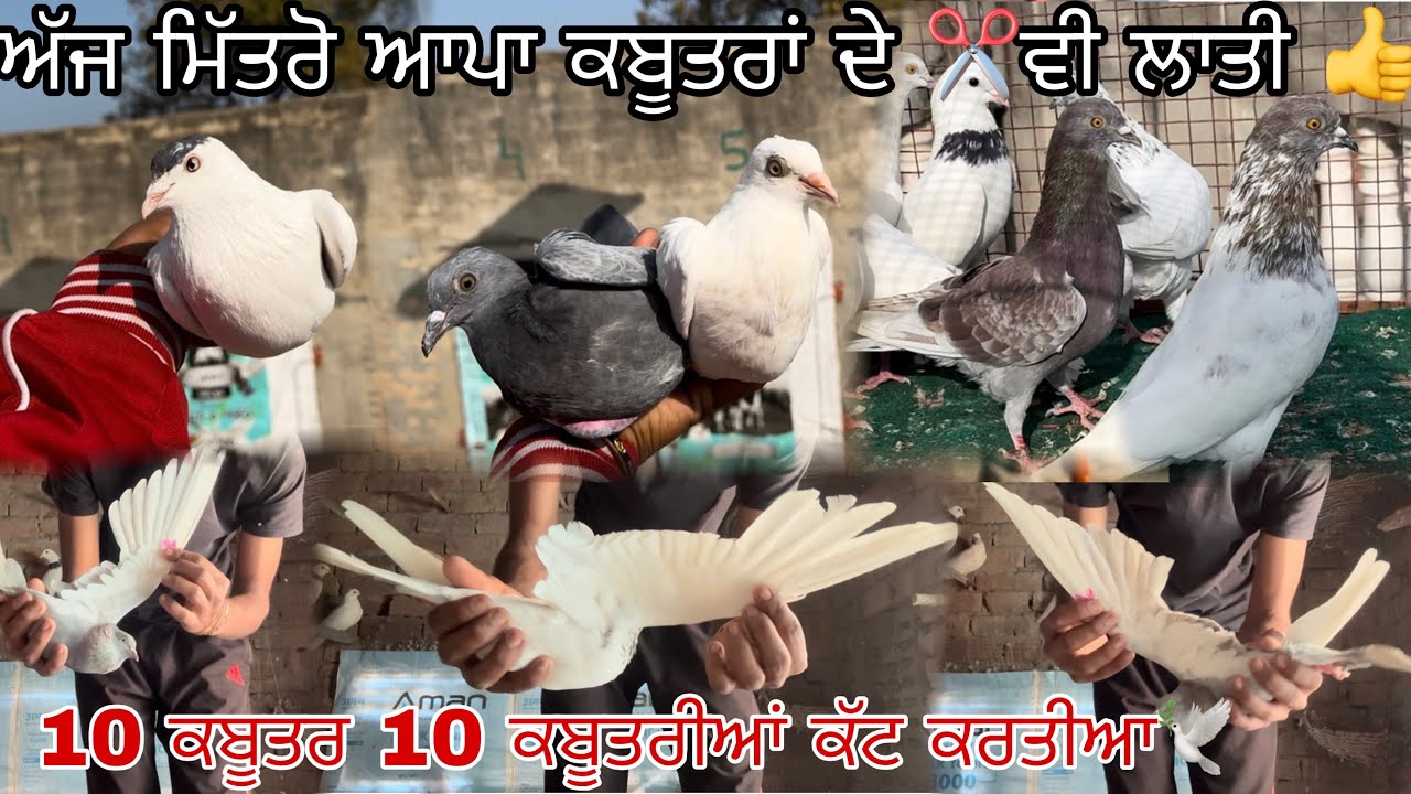 ਅੱਜ ਮਿੱਤਰੋ ਆਪਾ ਕਬੂਤਰਾਂ ਦੇ ✂️ਵੀ ਲਾਤੀ 👍|| 10 ਕਬੂਤਰ 10 ਕਬੂਤਰੀਆਂ ਕੱਟ ਕਰਤੀਆ🕊️||#views #pigeon #kabootar 