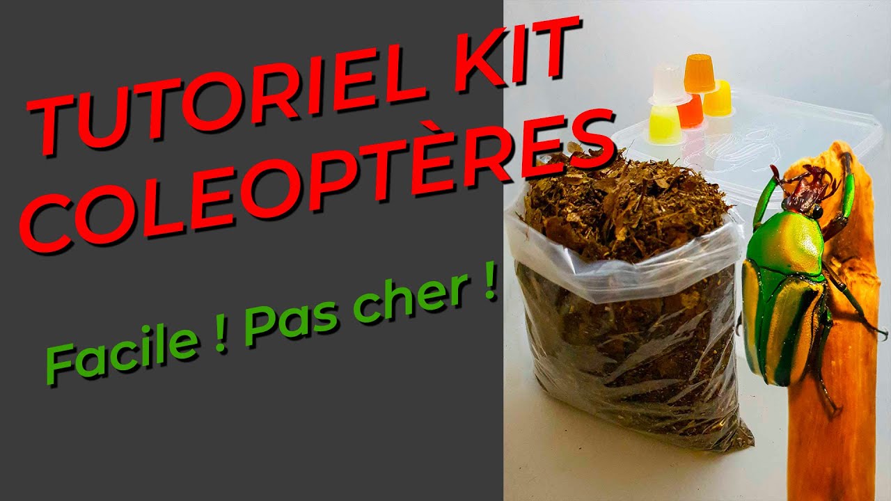 D&eacute;buter l'&eacute;levage de Col&eacute;opt&egrave;res / Scarab&eacute;es