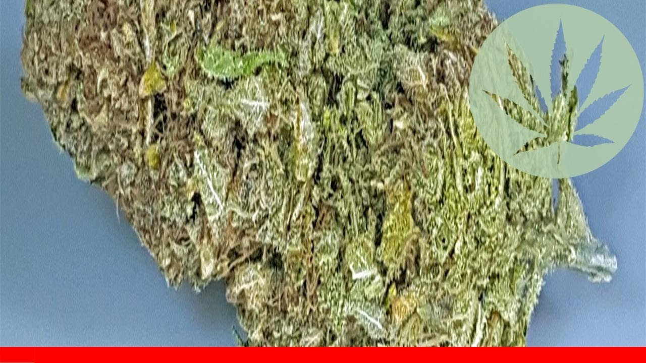 Purple Chemdawg - All About This Strain