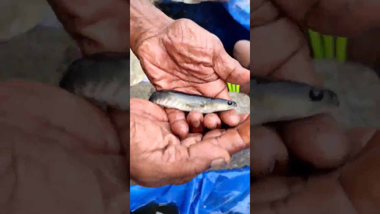 fish tank cleaning🥰🔥🔥 #youtubeshorts #instagram #kerala #shorts #guppy #varal #tank #fishfarming
