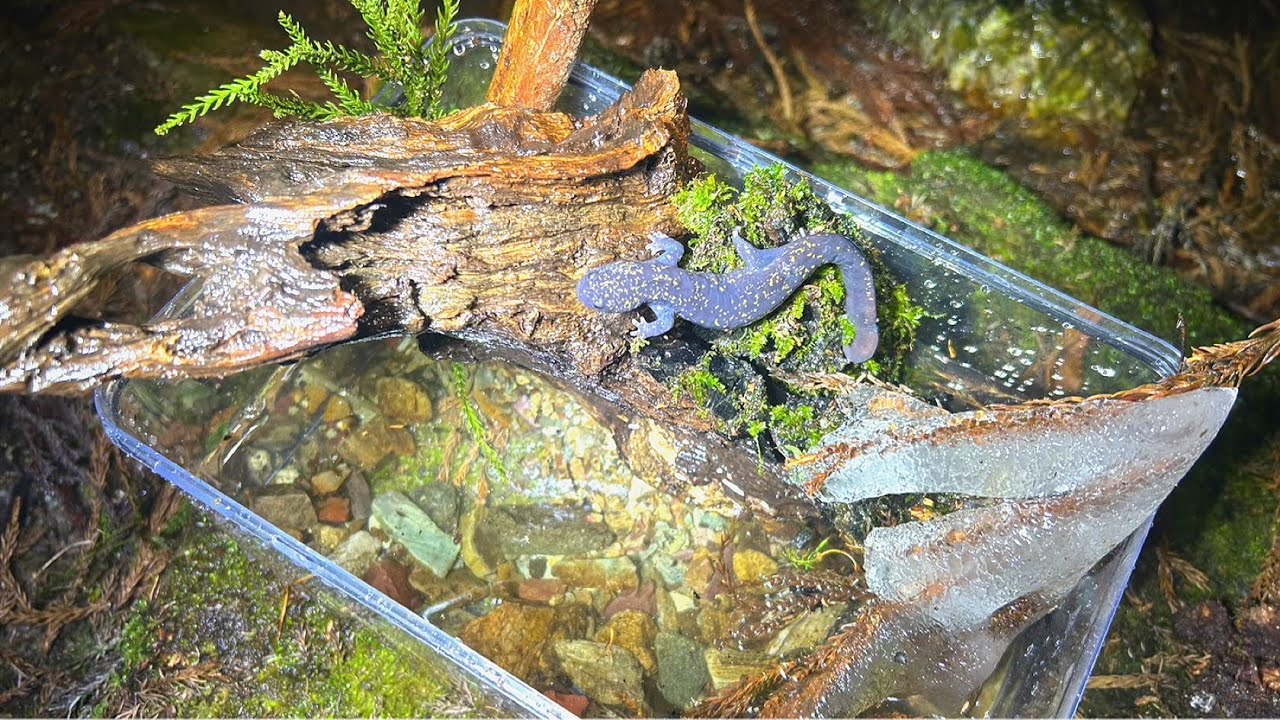 飼育が難しい希少生物を野外で楽しみます【ビバリウム】