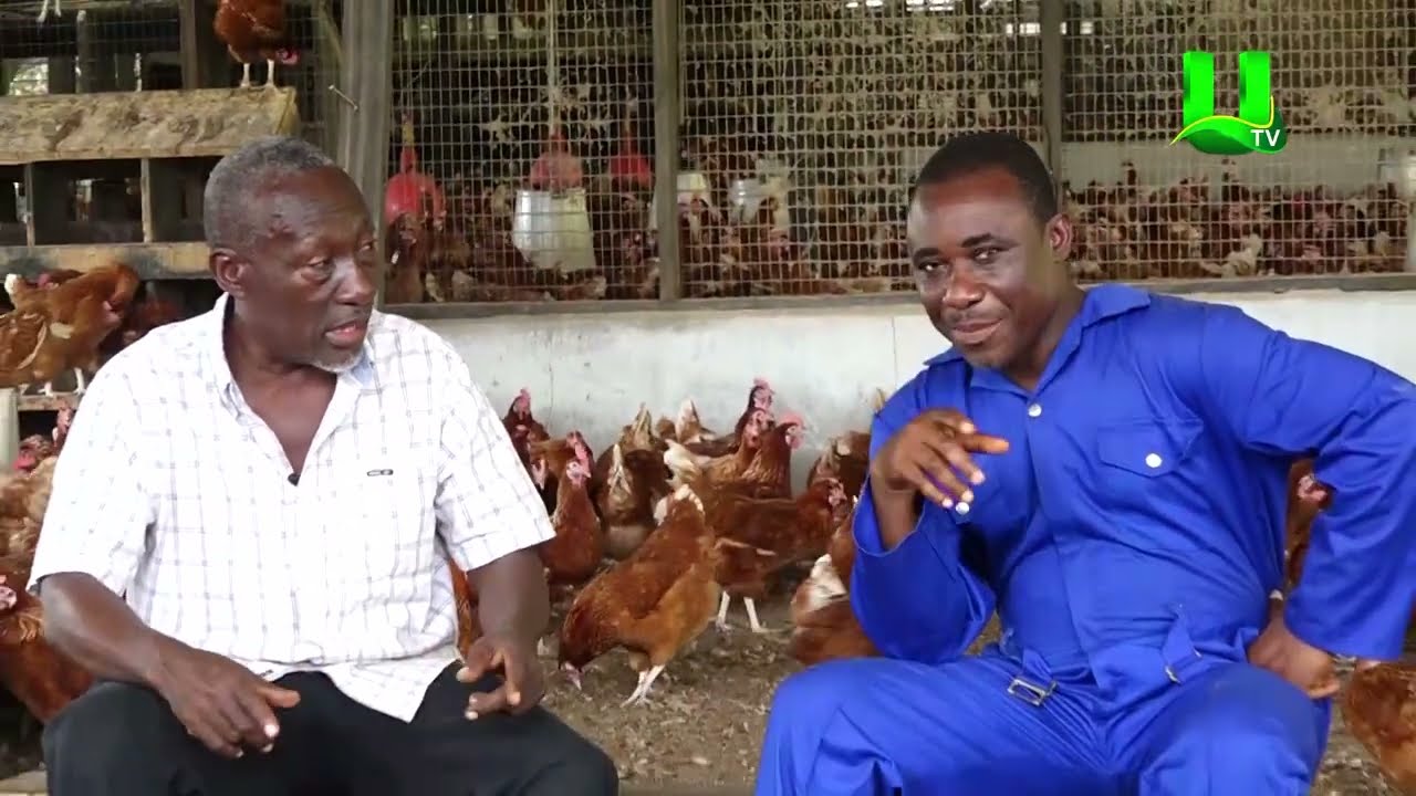 AYEKOO: A VISIT TO BOSSWAY POULTRY FARM