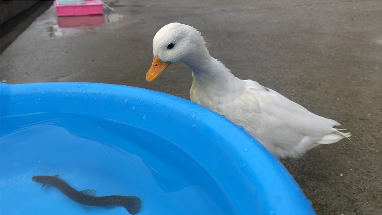 柯尔鸭吃泥鳅，鸭：太滑了，这肉吃不到嘴