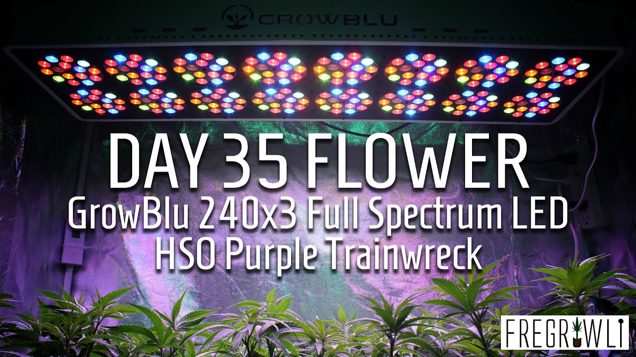 Day 35 Flower - GrowBlu 240x3 Full Spectrum LED - HSO Purple Trainwreck