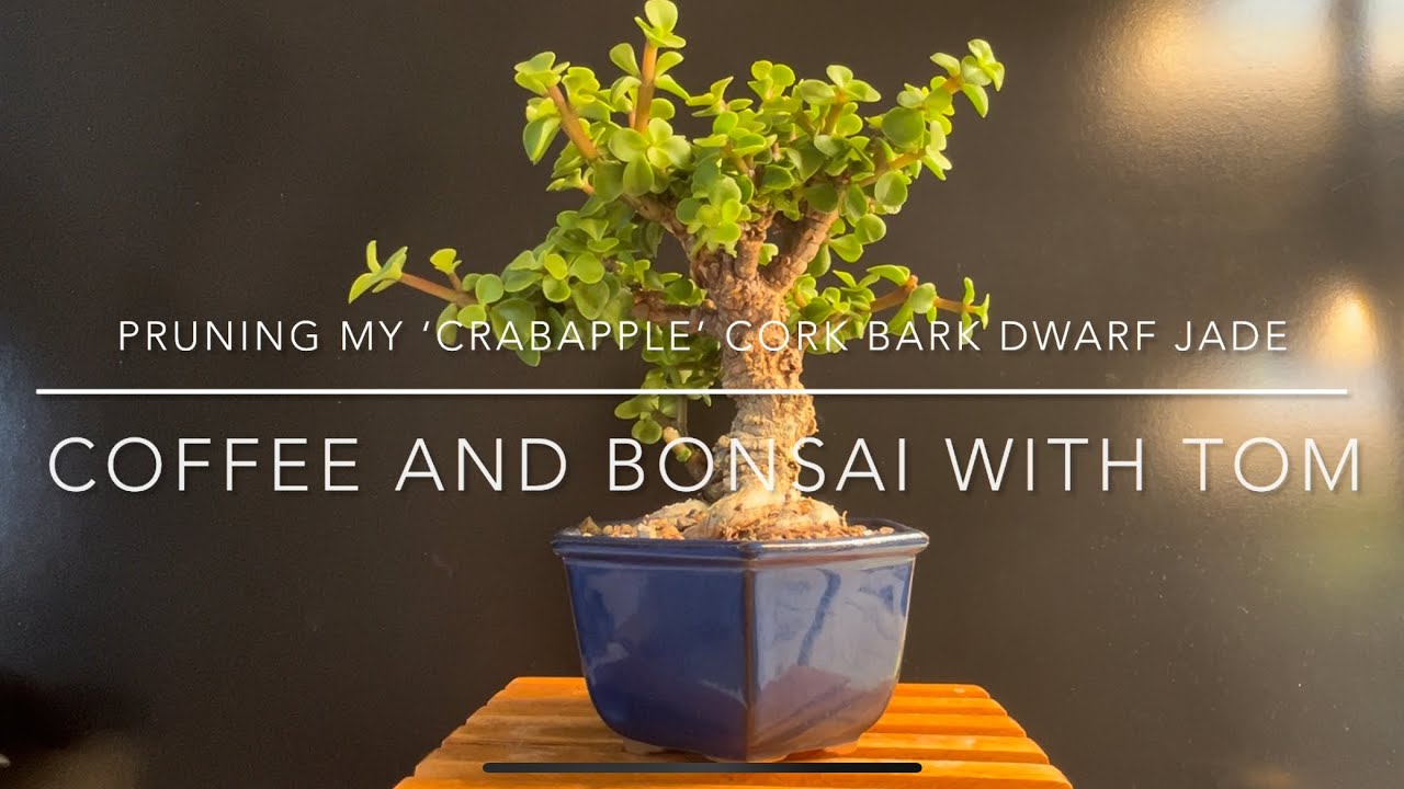 Pruning and Styling My ‘Crabapple’ Cork Bark Dwarf Jade Bonsai (Portulacaria Afra)